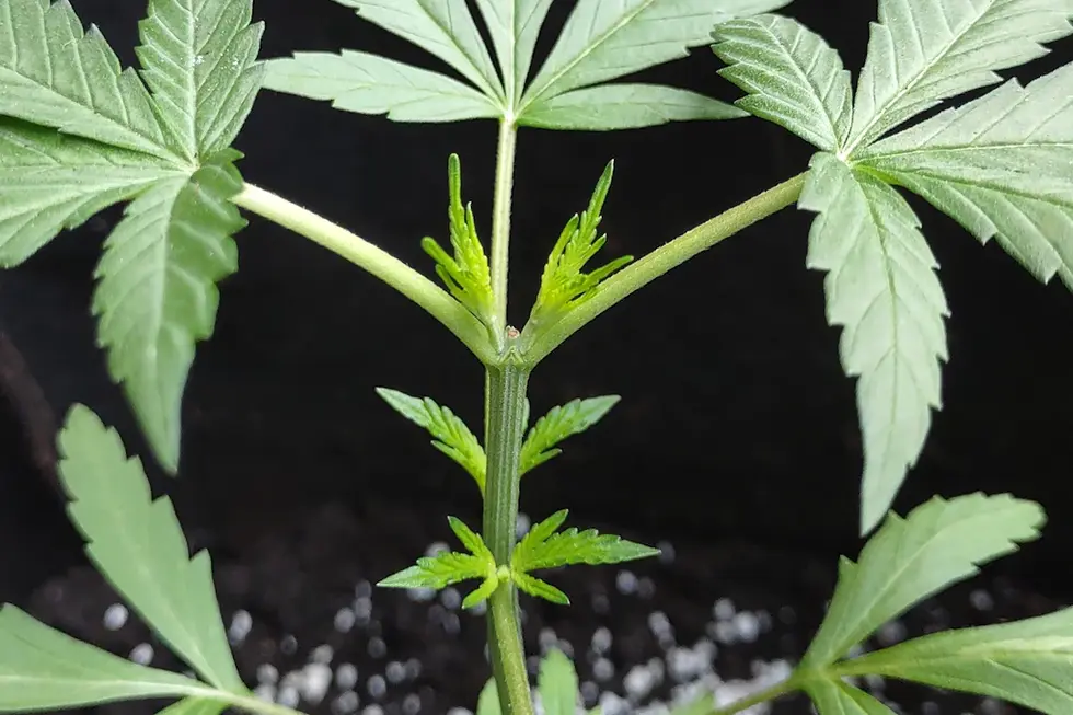 Unlocking the Essentials: Navigating Legalization for Medical and Health Documents