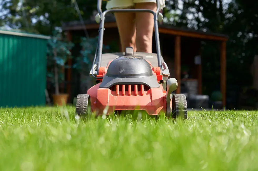 Top Troubles: Tackling Common Lawn Problems with Effective Solutions