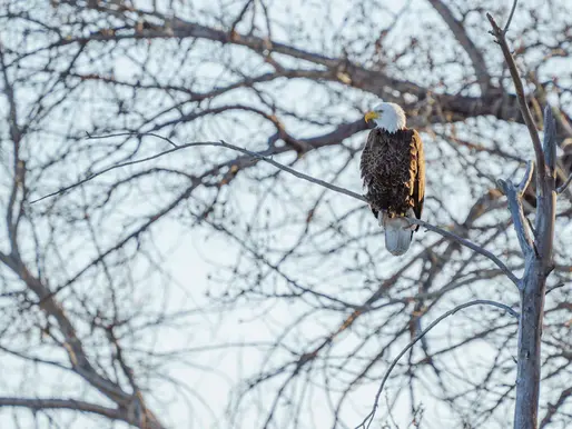 Become a Voice for Animals: Creative Ways to Use Your Platform for Animal Rights