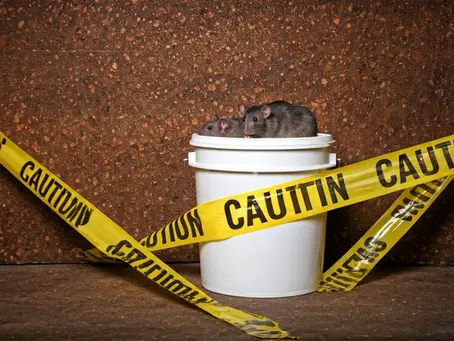 Finding Peace of Mind with a Professional Rat Exterminator Service