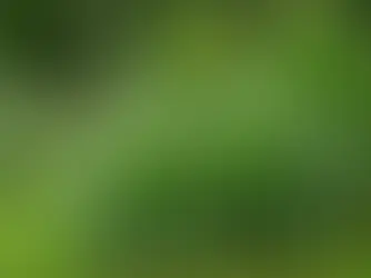 The Essentials of Tick Control: What Every Homeowner Should Know