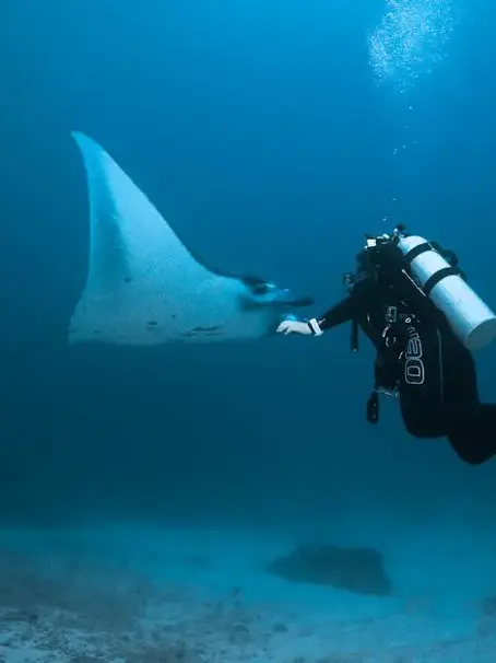 What Makes Manta Ray Dives in Hawaii Unique?