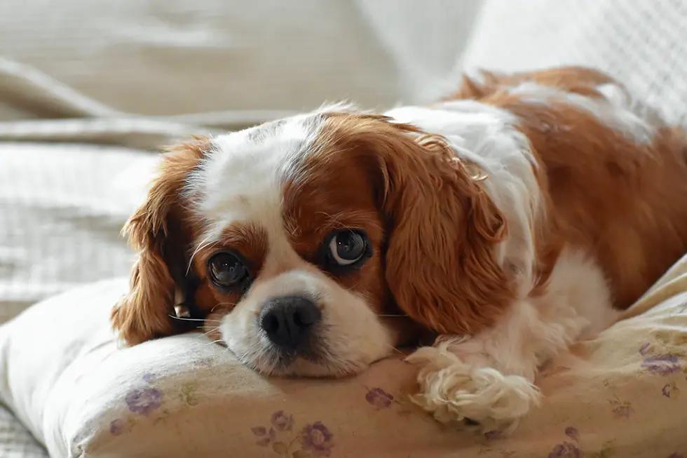 Unleashing Love: Why Cavalier King Charles Spaniels Make Ideal Companion Dogs