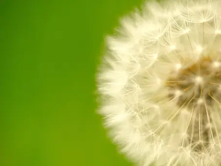 Essential Diet Tips for Hay Fever Sufferers: Breathe Easy with Every Bite