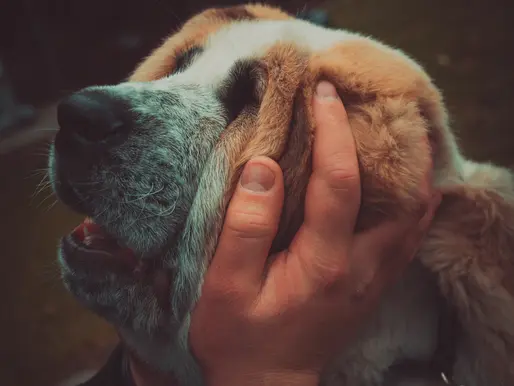 The Heartwarming Impact of Pet Therapy Programs in Charity Work