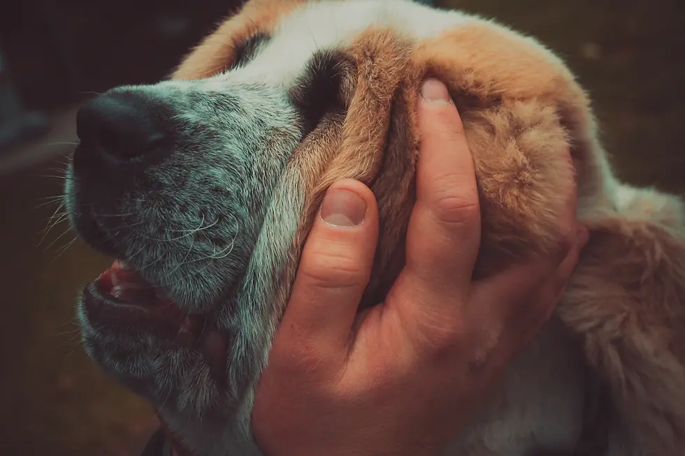 The Heartwarming Impact of Pet Therapy Programs in Charity Work