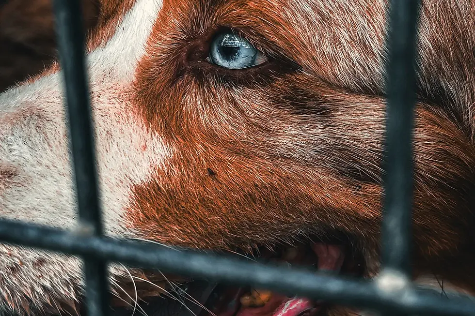 The Heartwarming Journey of Pet Adoption: Saving Lives Together