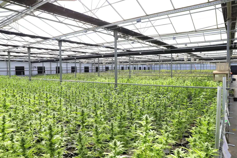 10 Ways Energy Rebates Boost Your Bottom Line in Cannabis Operations