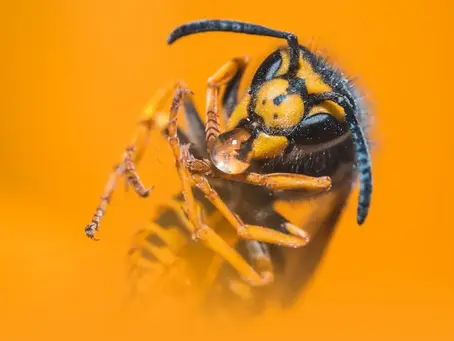 Why Is Wasp Control Important for Brooklyn Homeowners?