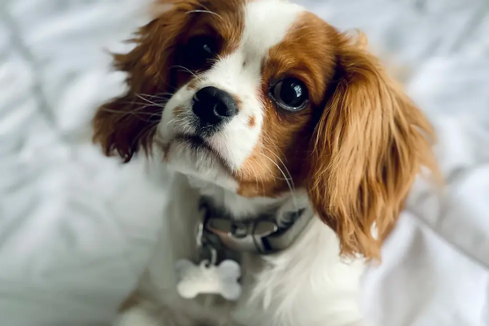 Unraveling the Truth: Common Misconceptions About Cavalier King Charles Spaniels