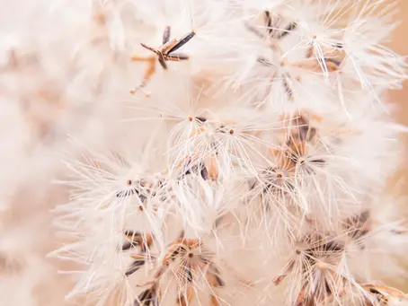 Innovations on the Horizon: The Future of Hay Fever Treatment