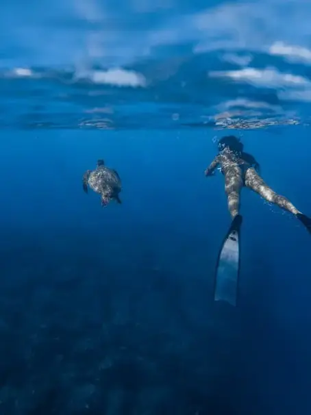 Top Tips for Responsible Honu Encounters