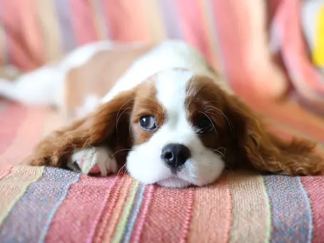 Essential Tips for Caring for Your Aging Cavalier King Charles Spaniel