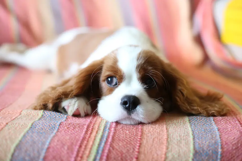 Essential Tips for Caring for Your Aging Cavalier King Charles Spaniel