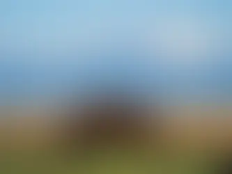 The Heart of the Community: Why Supporting Local Animal Charities Matters