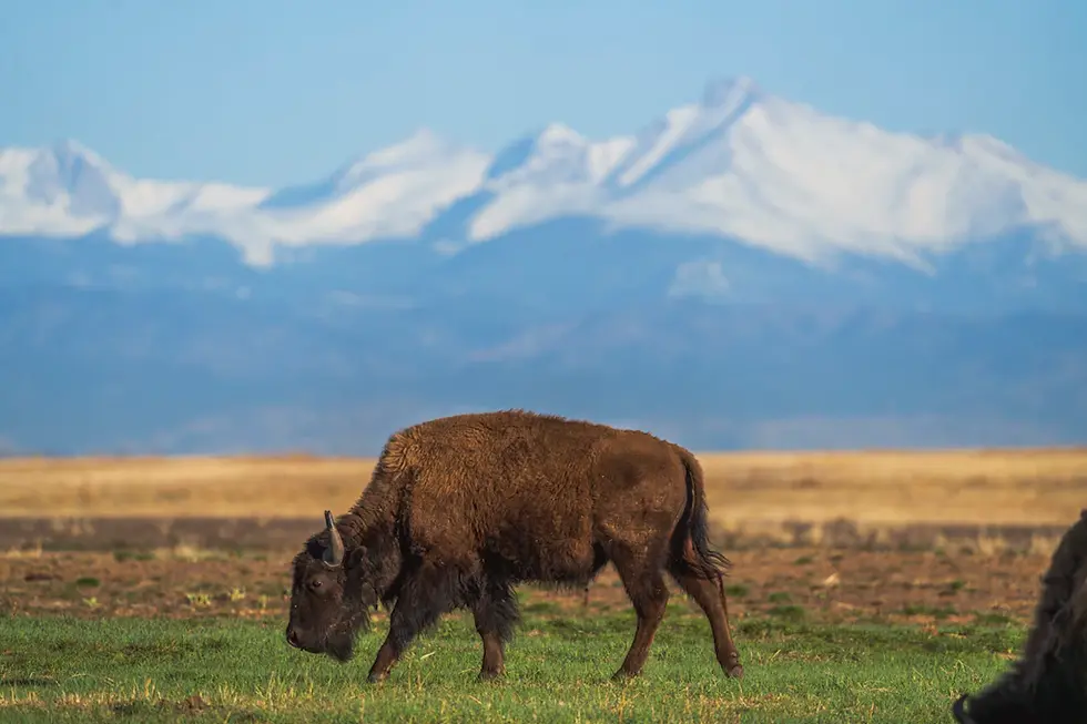 The Heart of the Community: Why Supporting Local Animal Charities Matters