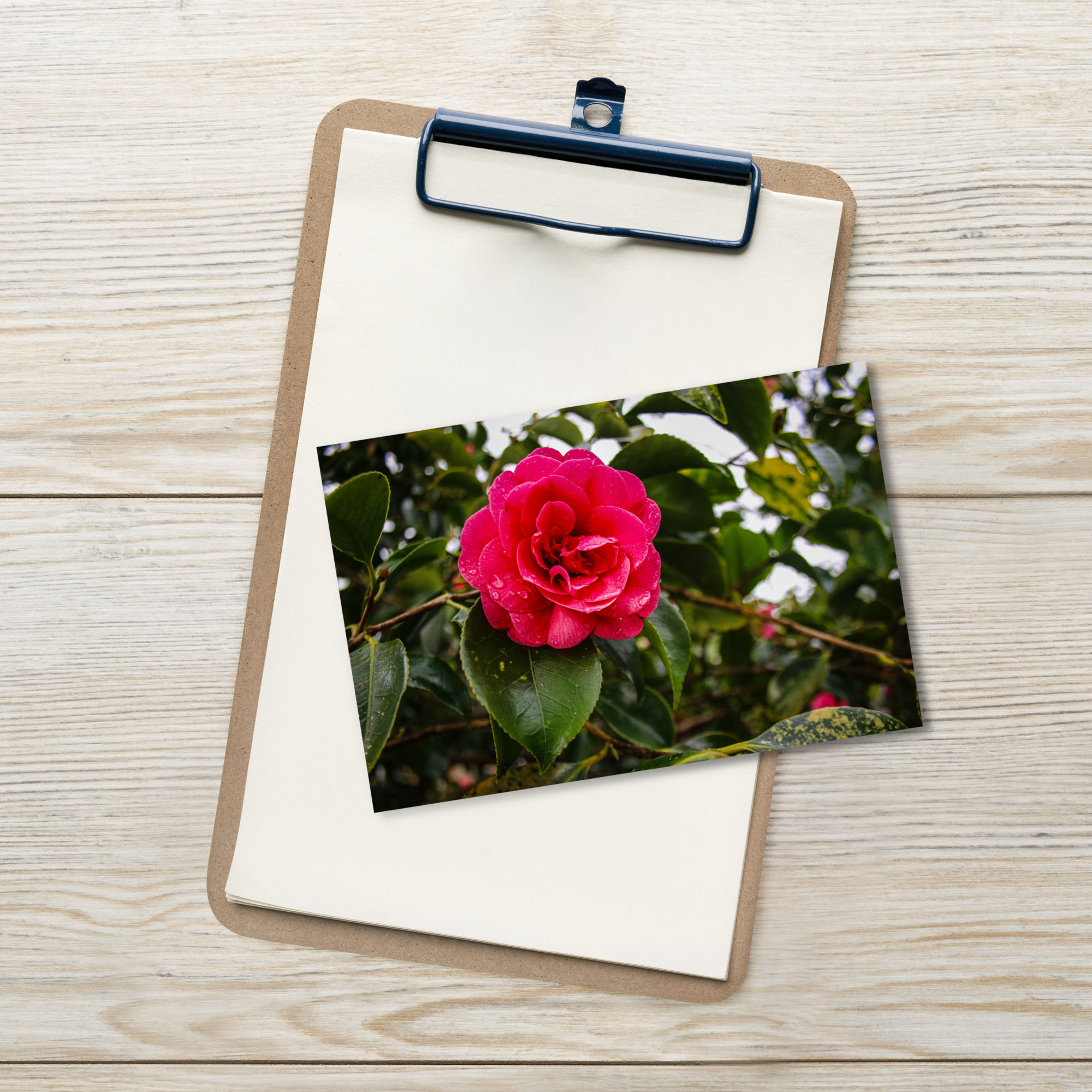 Camellia Postcard