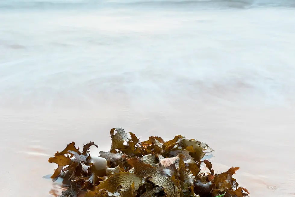 A Guide to the Unique Marine Life of Boynton Beach