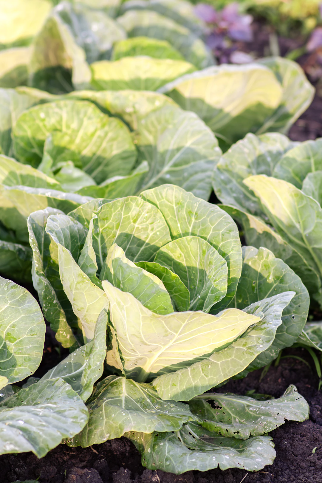 Sustainable Gardening: Grow Your Own Food and Save the Planet