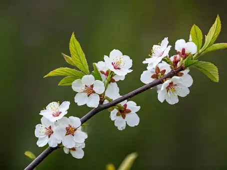 The Power of Organic Marketing in Creating Brand Loyalty