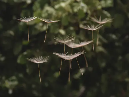 Surviving the Struggles: How Hay Fever Affects Daily Life