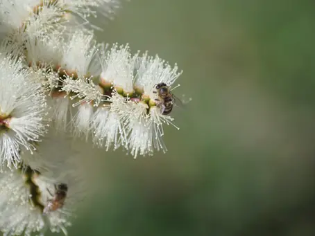 How Climate Change is Influencing Hay Fever: The Unseen Connection