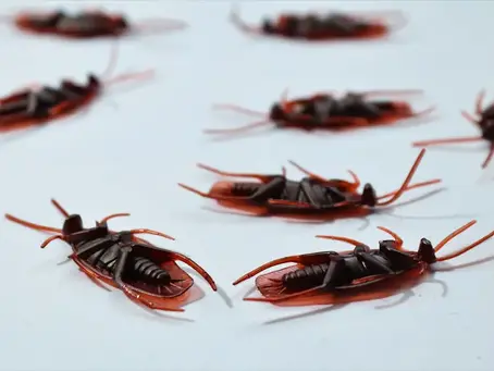 How Can I Prevent Ant Infestations in Brooklyn Homes?