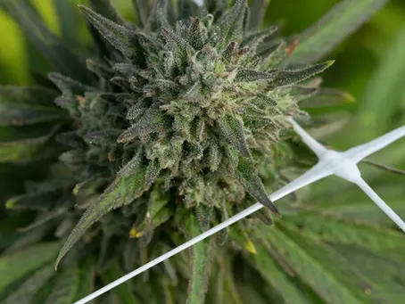 Finding Your Perfect Match: How to Choose the Right Cannabis Strain for Your Needs