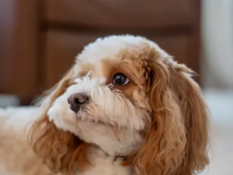 Choosing the Perfect Toys for Your Cavalier King Charles Spaniel: A Guide for Families