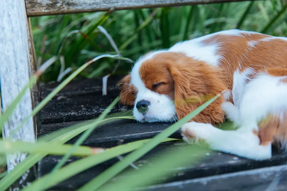 Enhancing Your Cavalier’s Life: Essential Tips for Every Caring Family