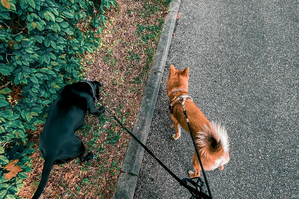 5 Paw-sitively Effective Ways to Keep Your Pets Calm During Removals