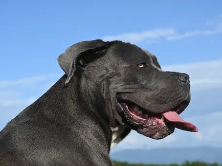 Cane Corsos: The Italian Giants in Popular Culture