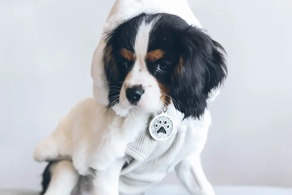 Welcoming Your New Best Friend: Helping Your Cavalier Adjust to a New Home