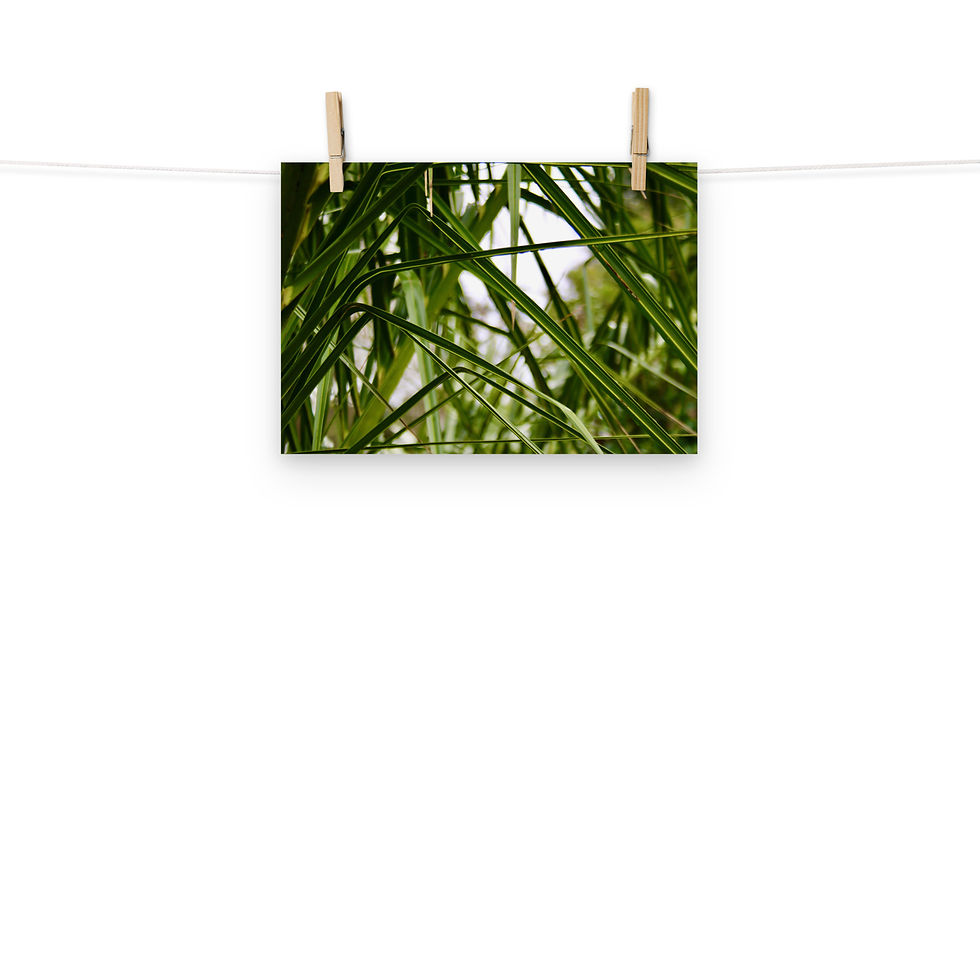 Thumbnail: Sharp Grass Print