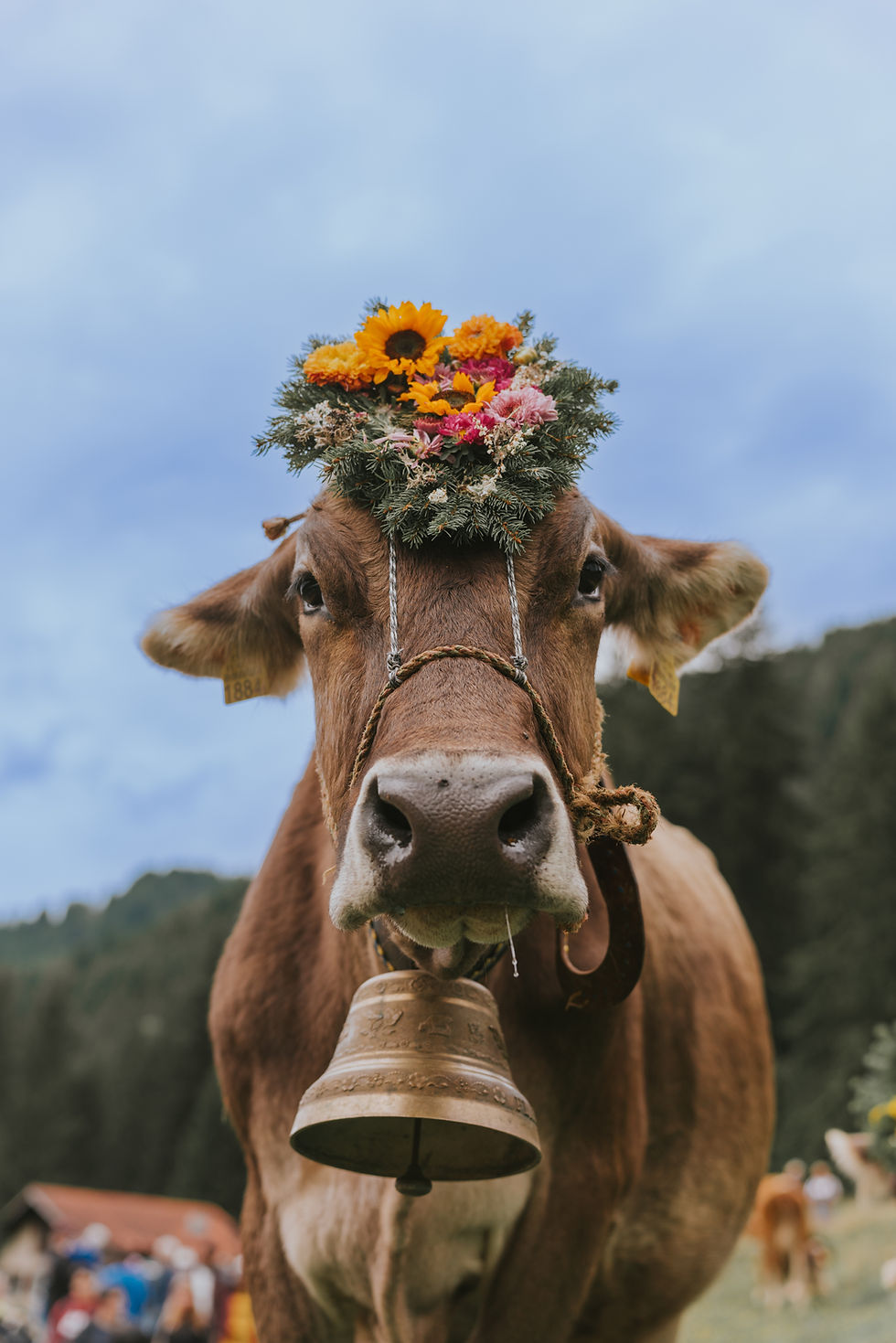 bonkers_image_erstelle_mir_ein (3).png