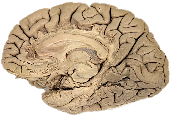 cingulum