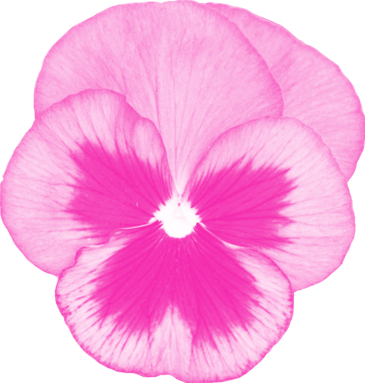 PINK PANSIE.png