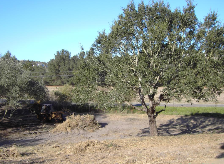Ground Clearing