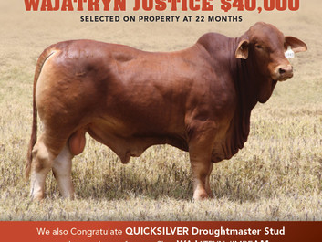 $40,000 Wajatryn Justice - Sold to Kimberley Bred WA
