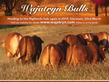 Wajatryn Calendar of Events and Bulls for Sale 2019