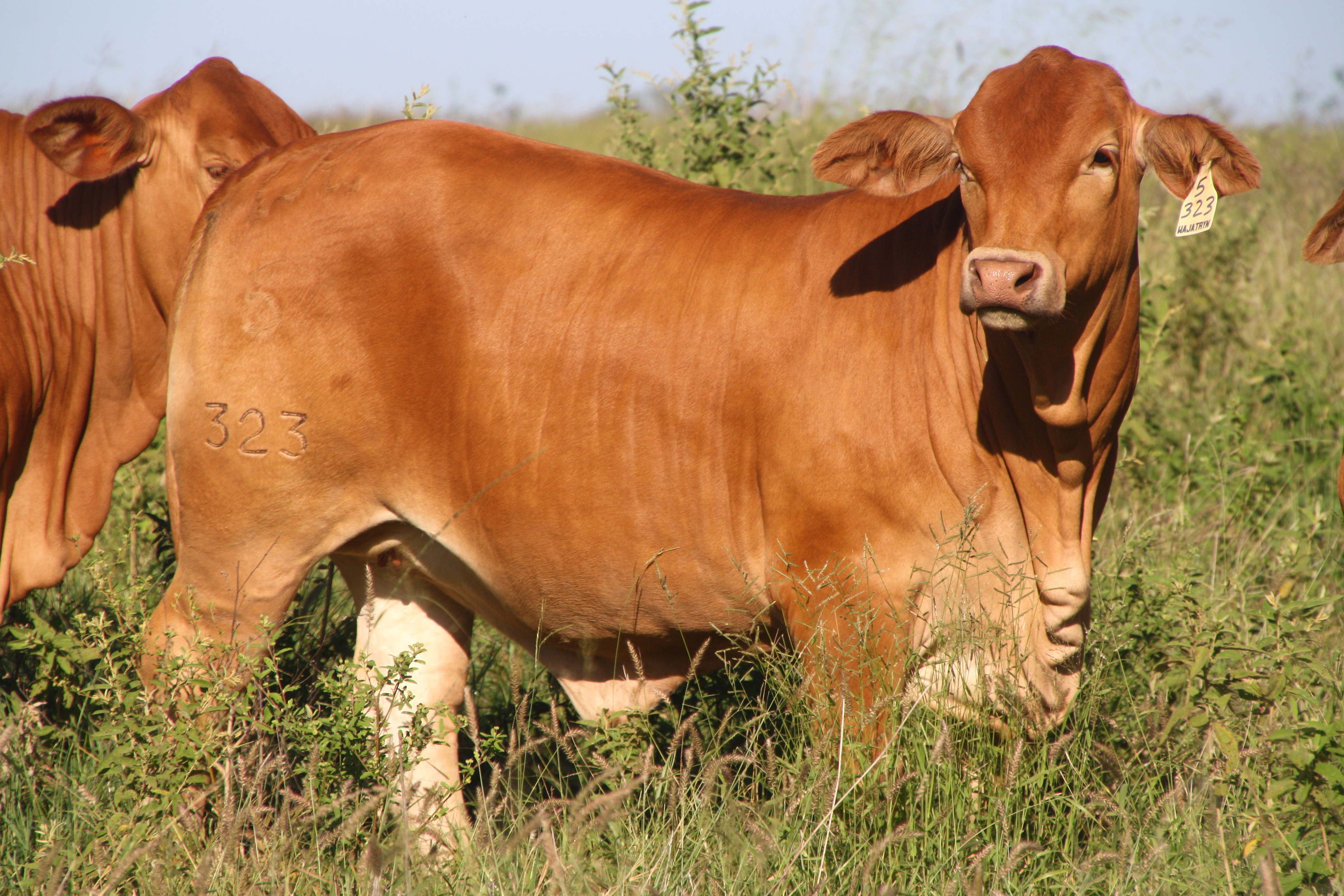 Heifers for Sale Wajatryn Droughtmasters