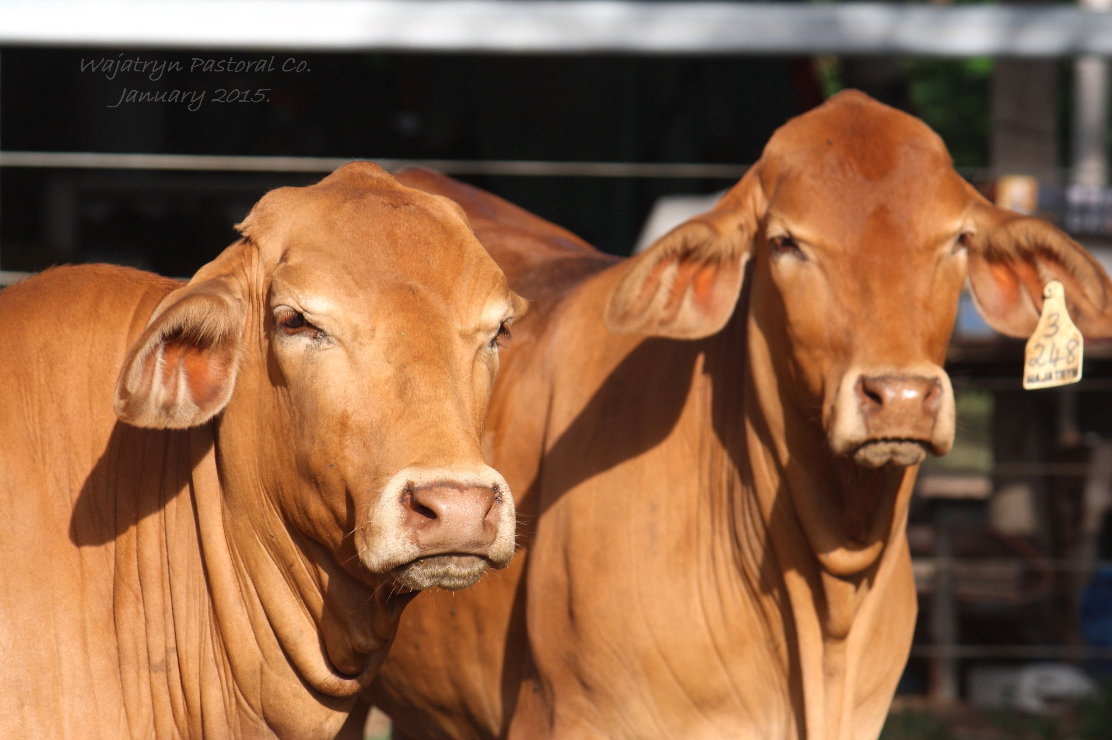 Heifers for Sale Wajatryn Droughtmasters