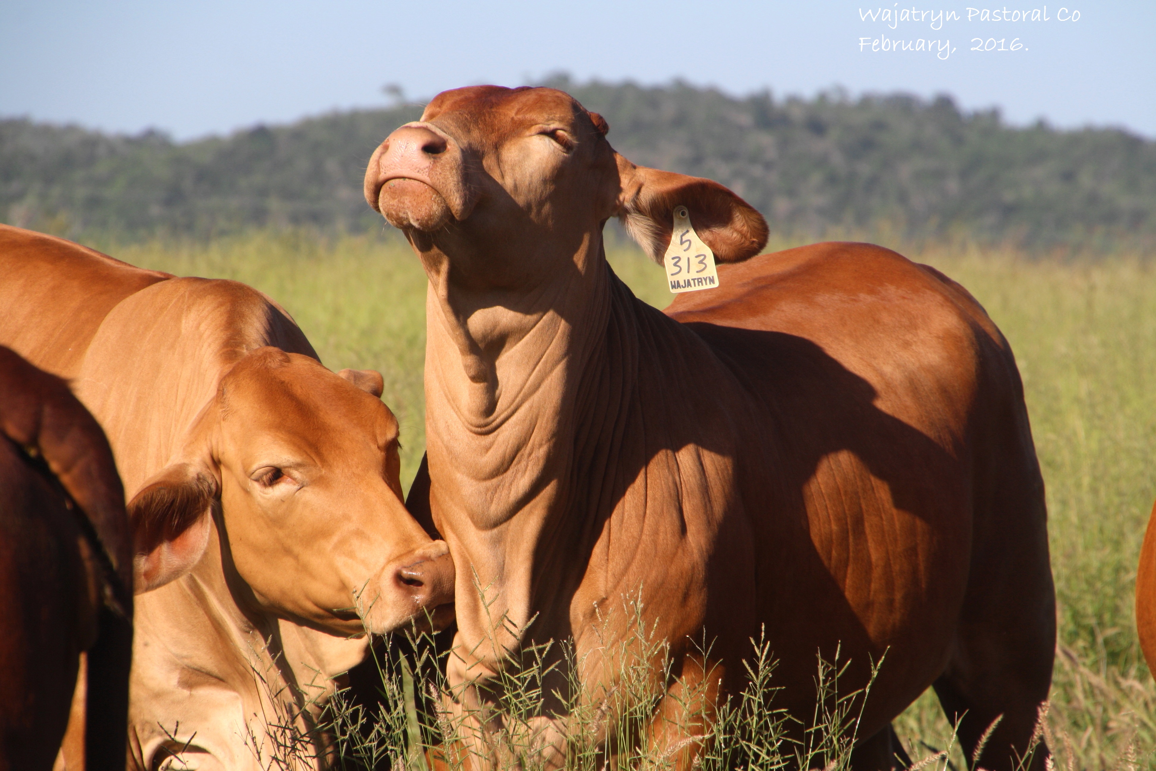 Heifers for Sale Wajatryn Droughtmasters