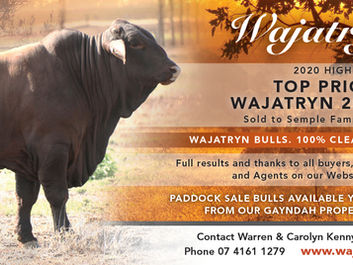 Wajatryn 2850 Top Priced Bull 2020 Highlands Sale