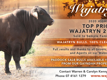 Wajatryn 2850 Top Priced Bull 2020 Highlands Sale