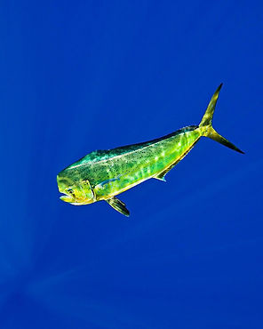 70356332-mahi-mahi-dorado-or-common-dolphin-fish-Coryphaena-hippurus-adult-bull-Kona-Coast