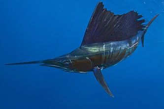 expert-kite-fishing-tips-sailfish-1200x800.jpeg