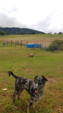 IMG_20170616_093846248