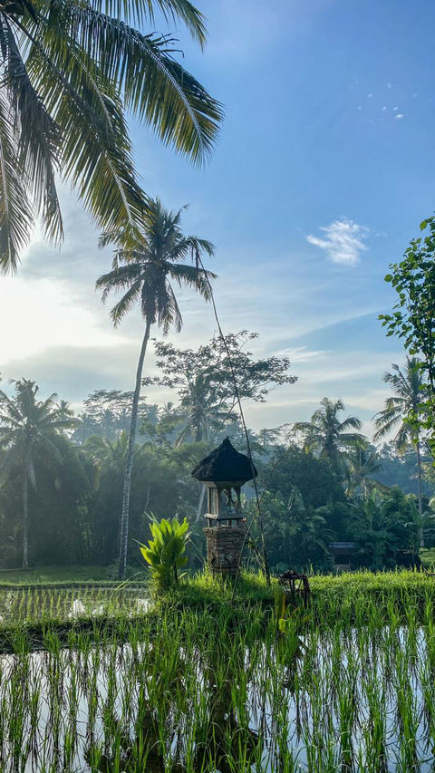 Palm trees and rice cultivation during the Ayurveda and health trip by Tmc from Vienna