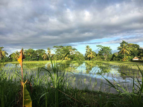 Rice field in Asia during the Ayurveda and health trip by Tmc from Vienna